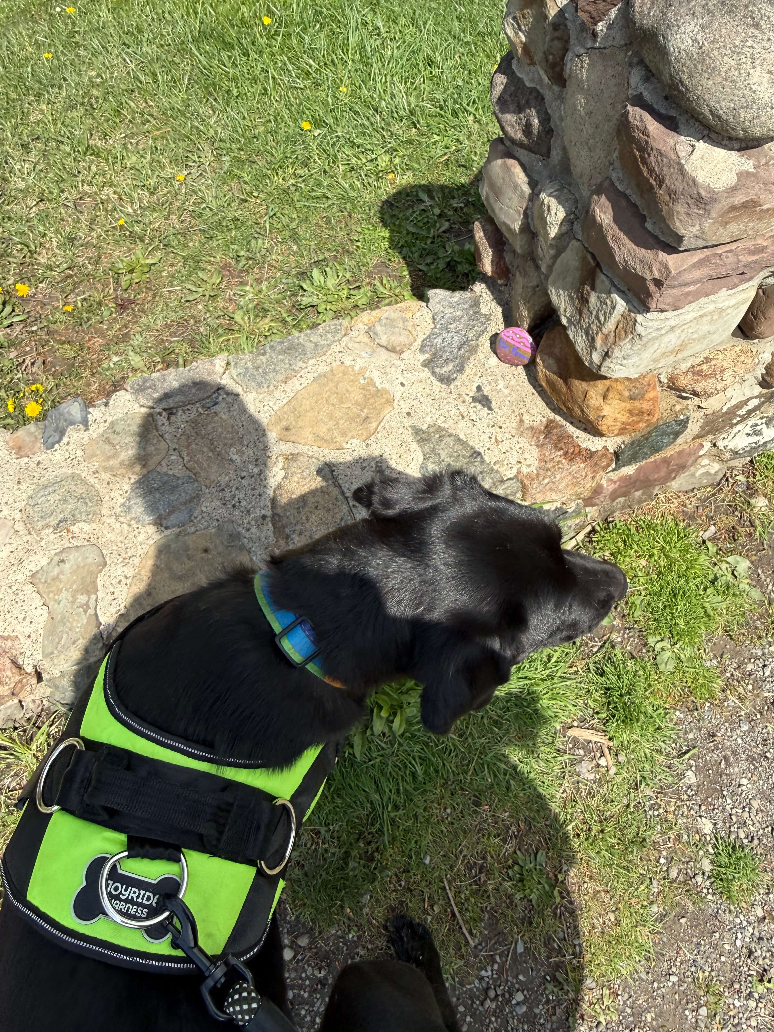 Chief Barking Officer Theo hiding a rock in the Buffalo area