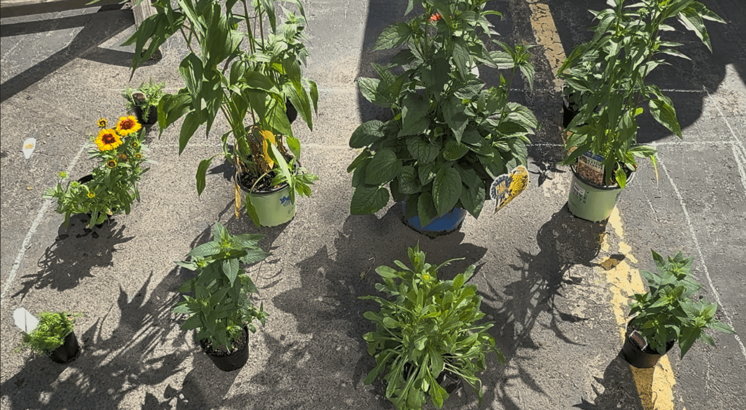 Pollinator plants for Cradle Beach