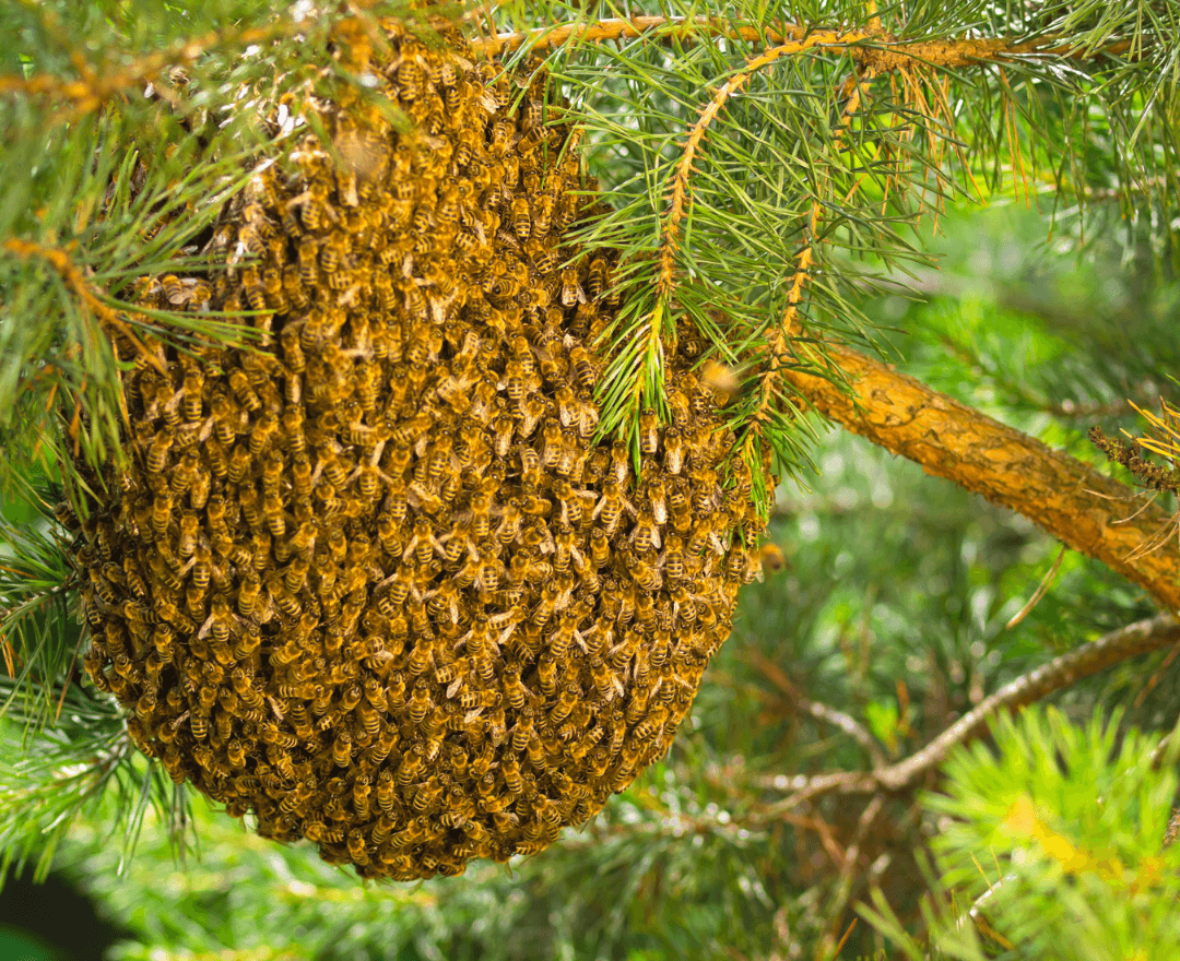 A honey bee swarm resting on a tree branch during the colony's natural relocation process
