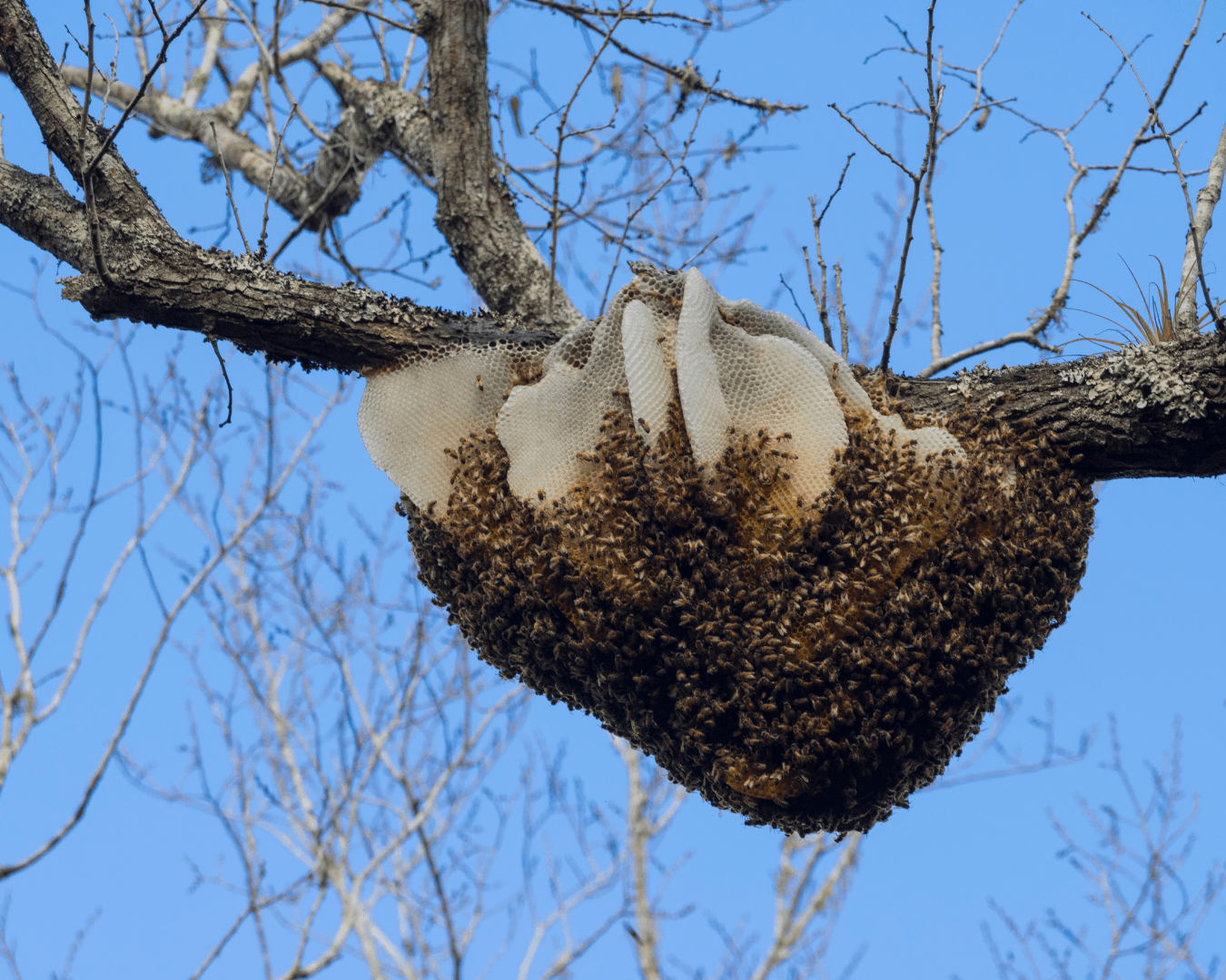 A visible honeybee hive built from wax comb, with thousands of honeybees clustered around the entrance