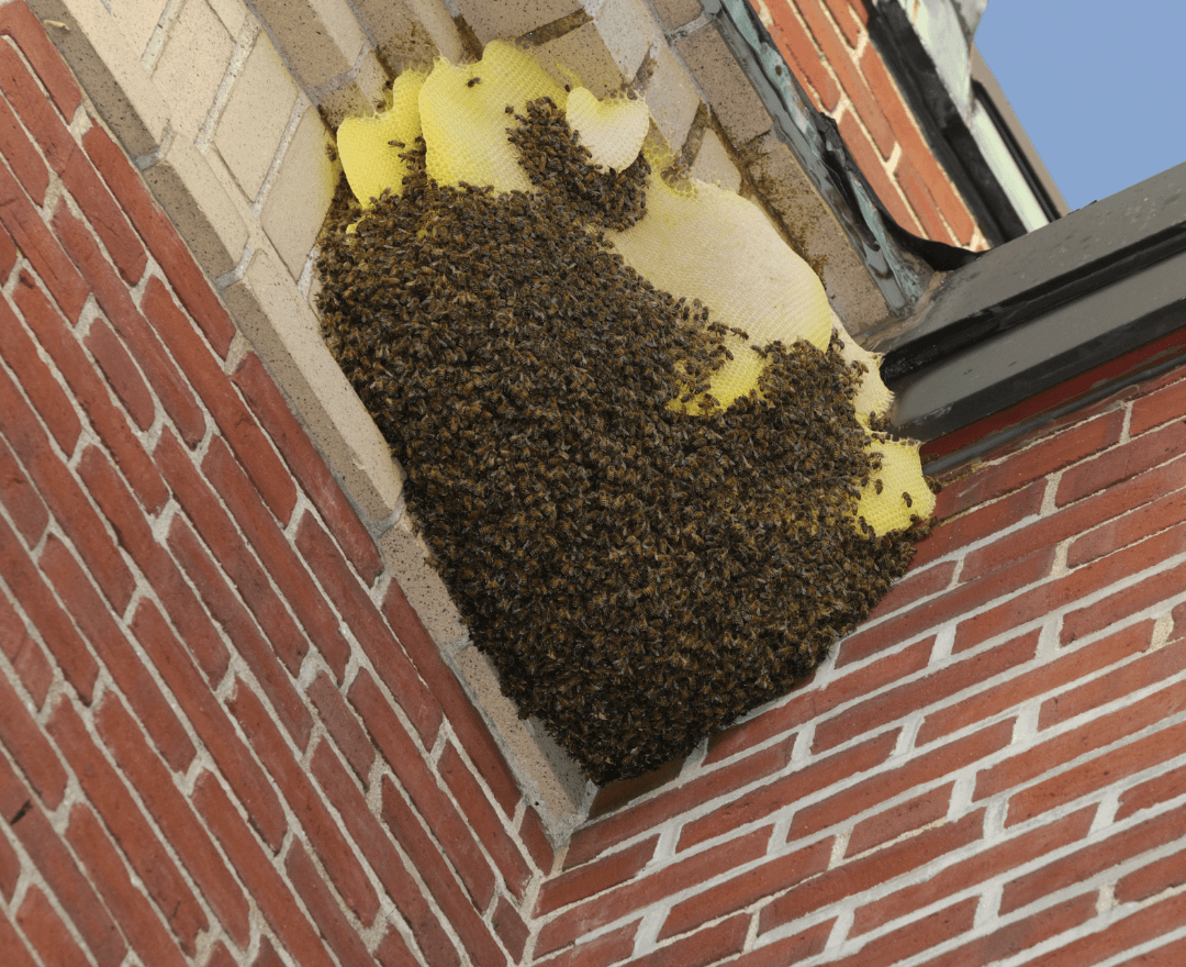 An active honeybee hive inside a structural void