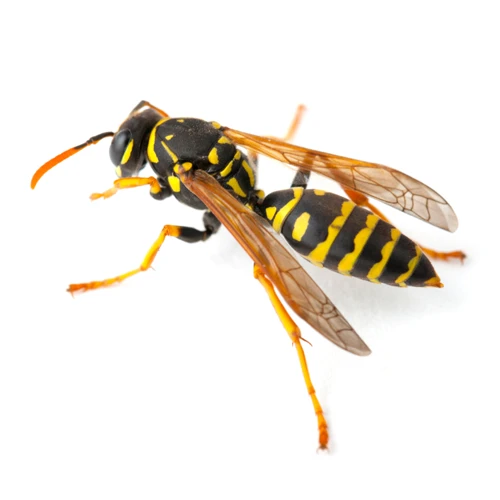 wasp