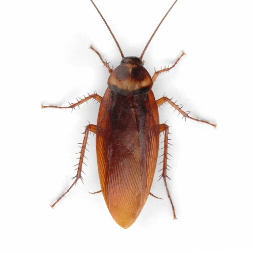 cockroach