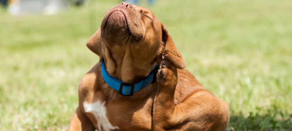 Dog scratching its ear outdoors