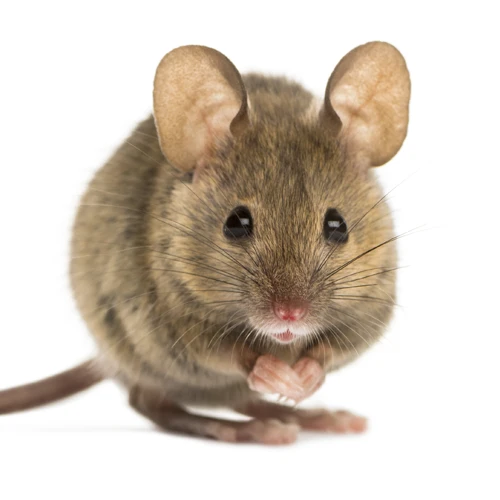 mouse