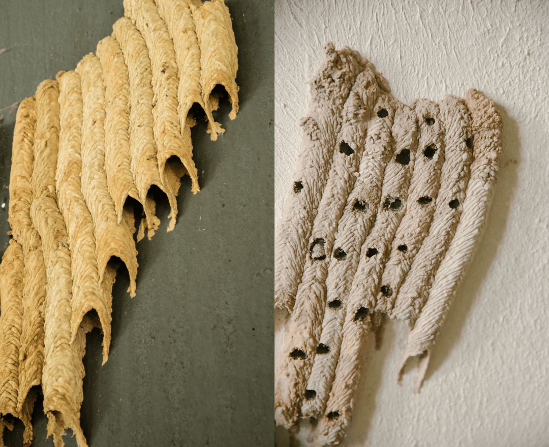 A cluster of mud dauber nests built from mud