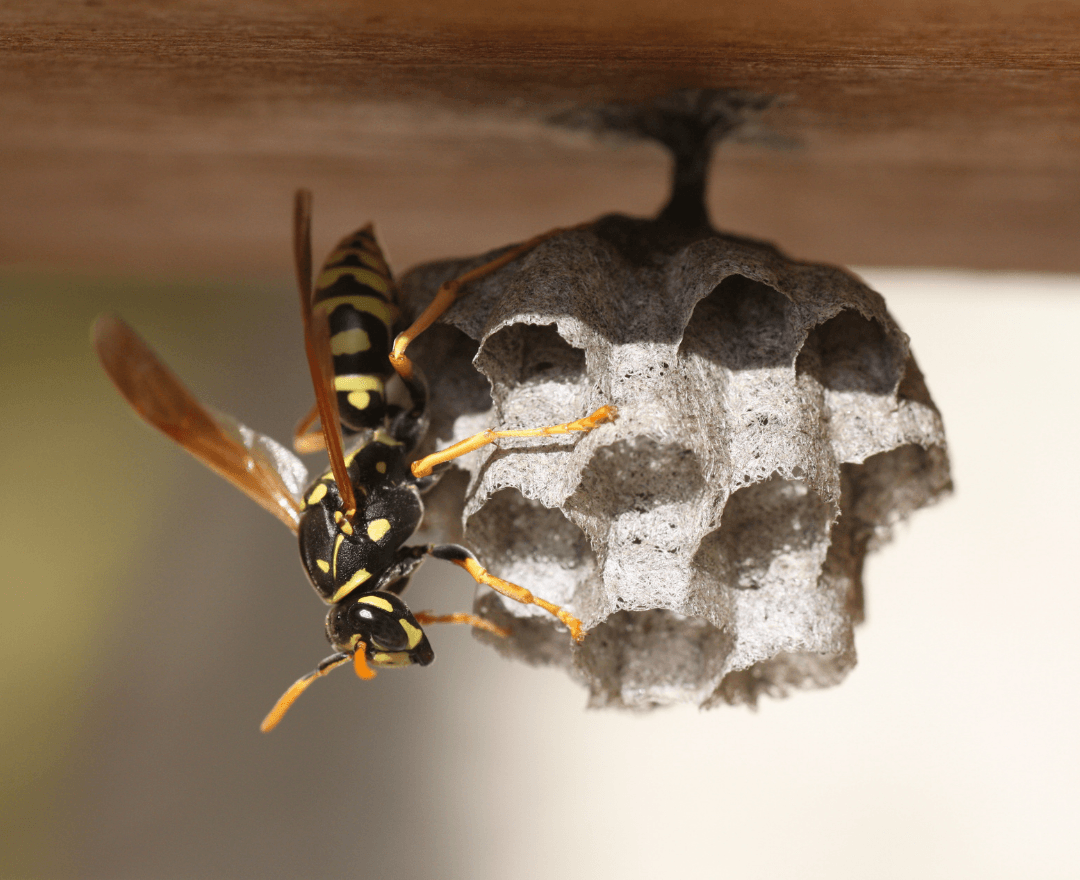 A paper wasp constructing the first cells of a new nest