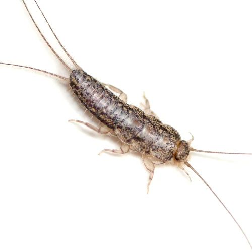 silverfish