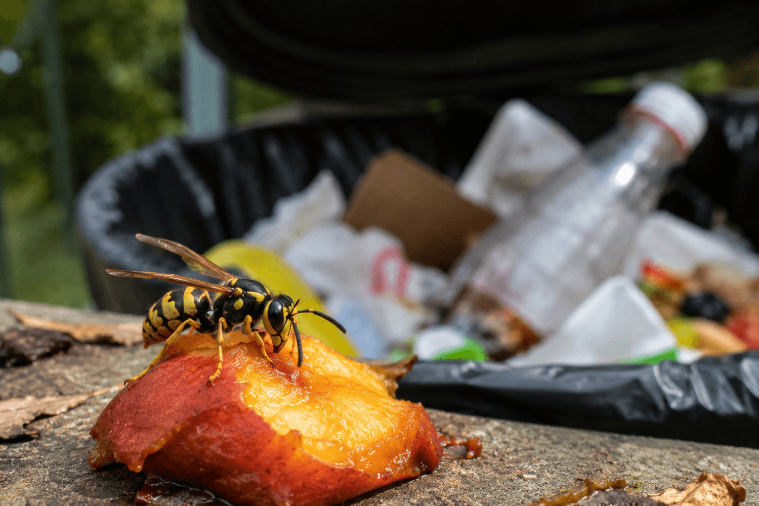 Yellow jacket feeding on fallen fruit from an open trash can