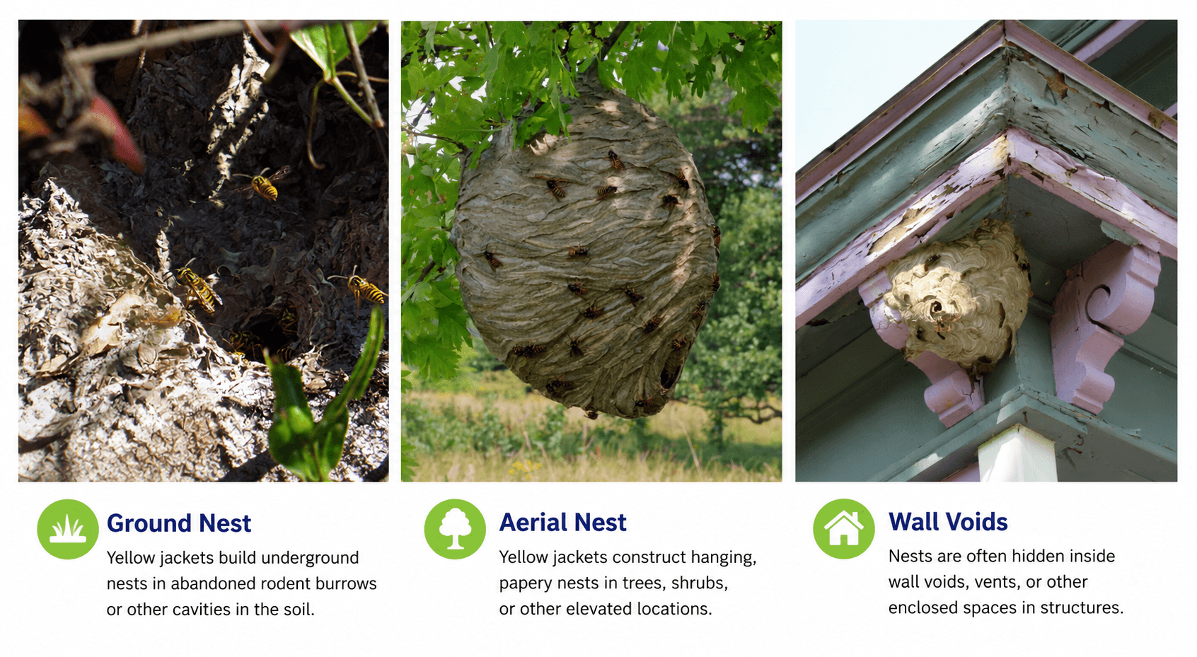 Common yellow jacket nesting locations