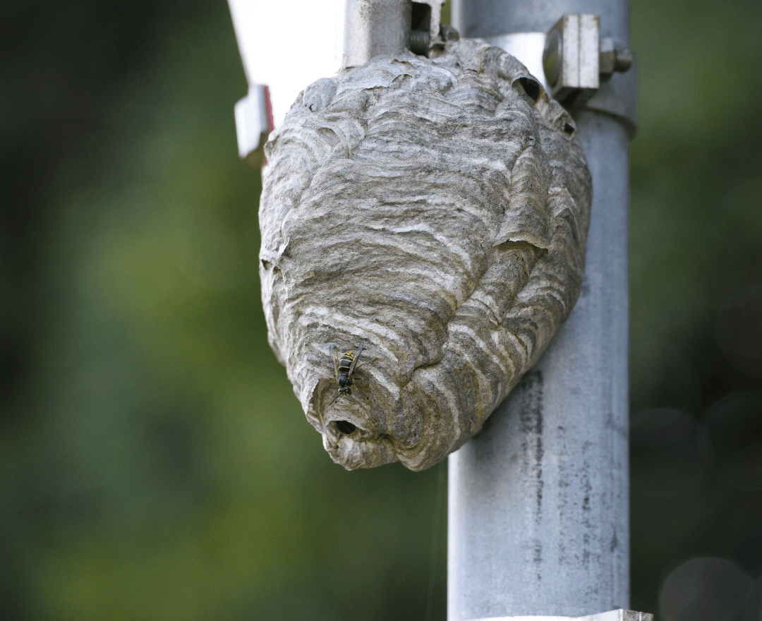 A yellow jacket nest attached to a utility pole