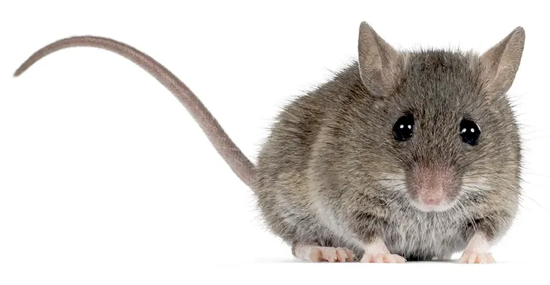 common house mouse