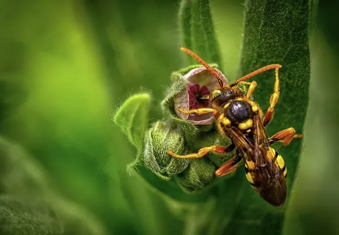 wasp