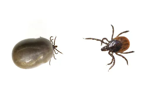 ticks