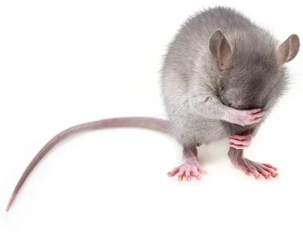 rat