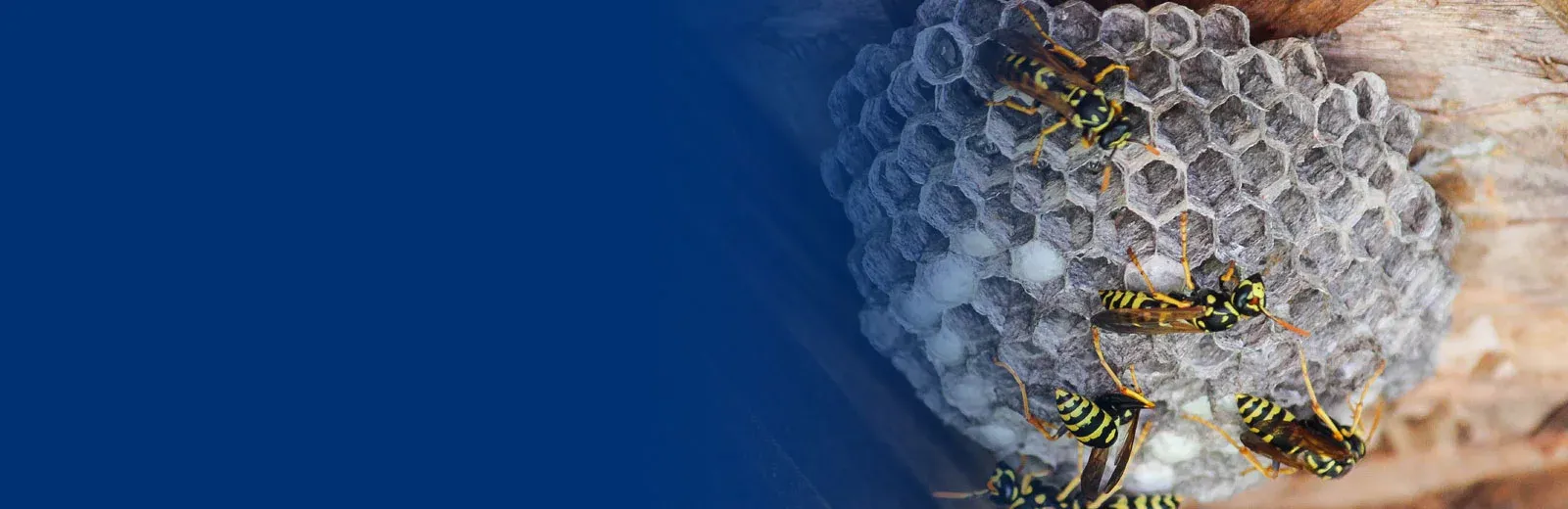 Wasp nest