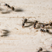 ants on wood