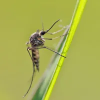 mosquito