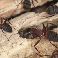 Carpenter ants on wooden structure