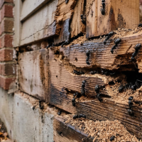 carpenter ants ai generated image