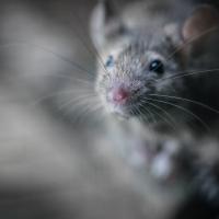 Gray mouse