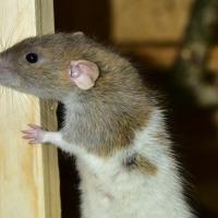 rat holding onto piece of wood