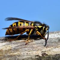 Yellow Jacket on a piece of wood