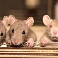 rat