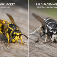 Side by side close up of a yellow jacket and a bald-faced hornet