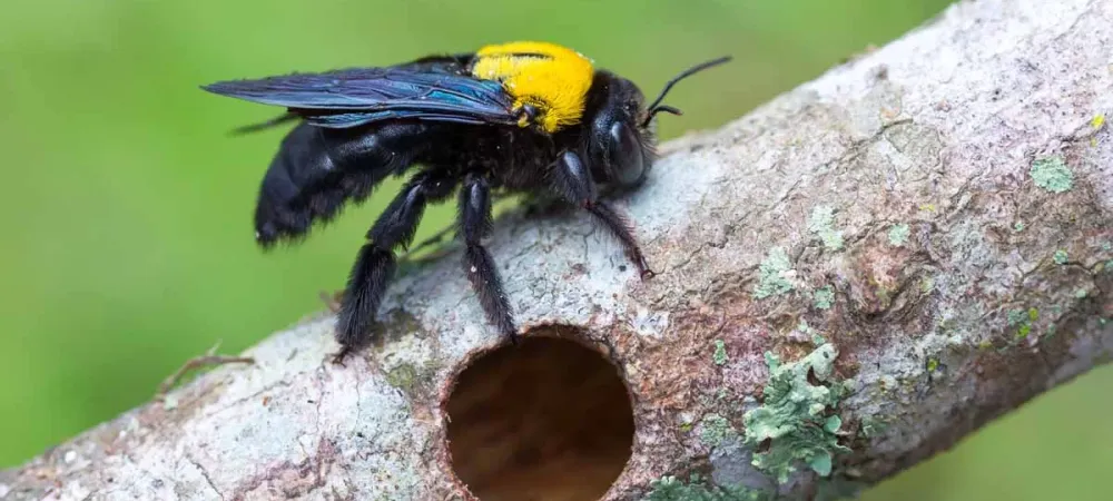 Carpenter bee on a log.