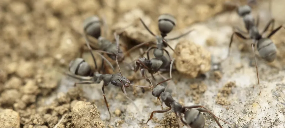 colony of ants on the ground