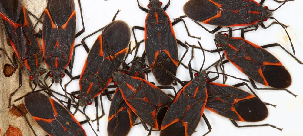 boxelder bugs with a white background