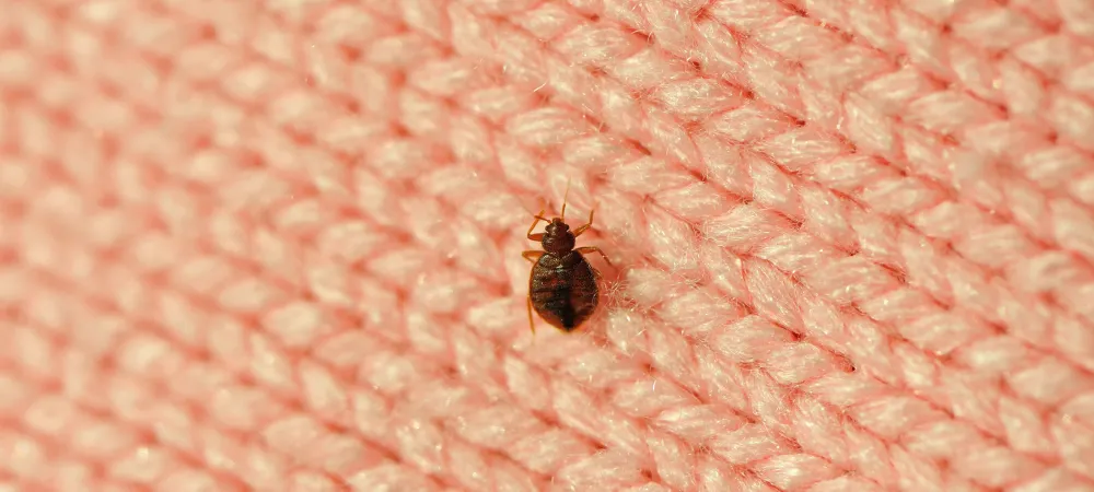 Small bed bug on a pink blanket