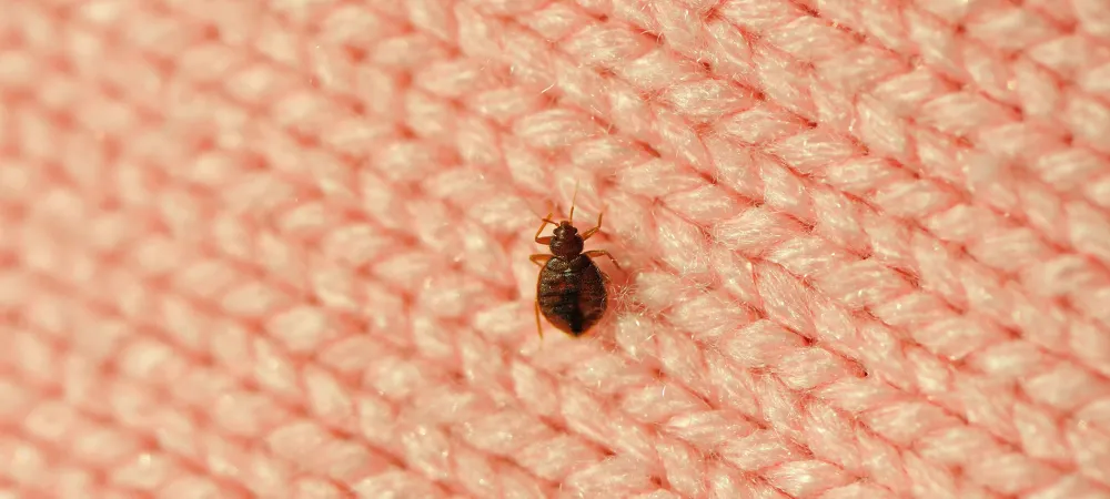 bed-bug-on-blanket Small bed bug on a pink blanket