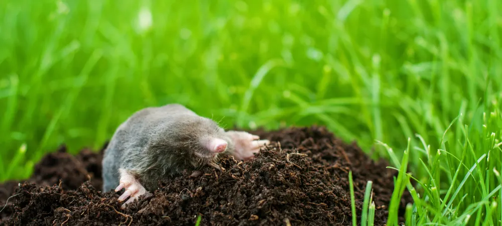 Mole climbing out of a hole in you yard.