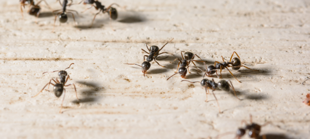ants on wood