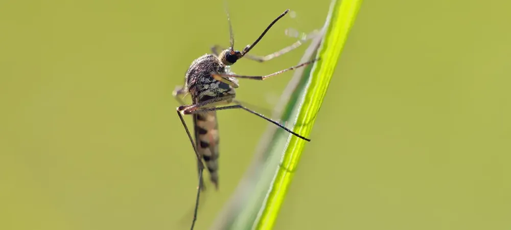 mosquito
