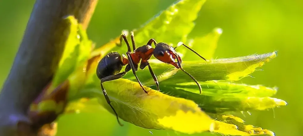 carpenter ant on leaf