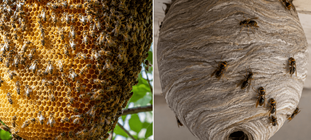 Beehive vs. Wasp Nest: How to Tell the Difference