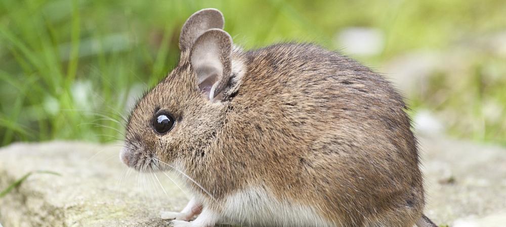 house mouse outside