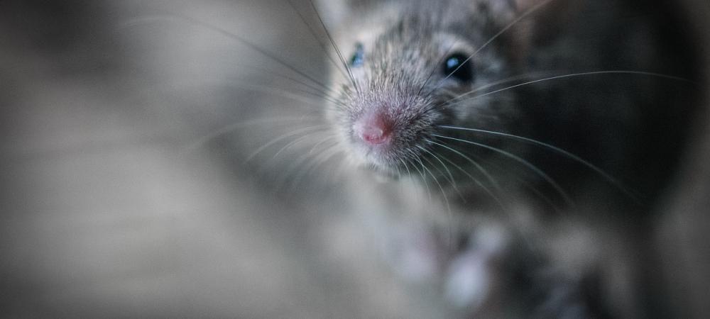 Gray mouse
