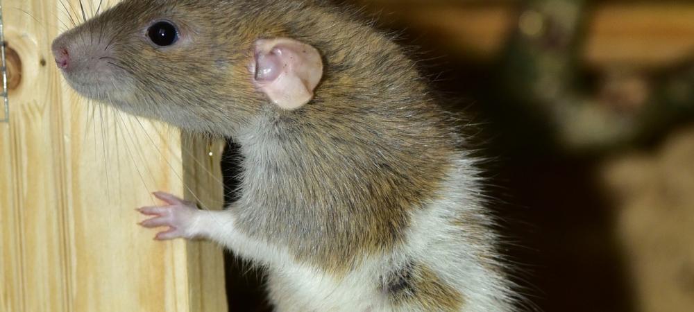 rat holding onto piece of wood
