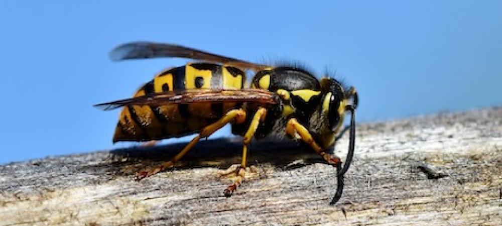Yellow Jacket on a piece of wood