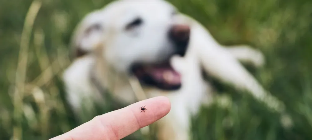 tick and dog