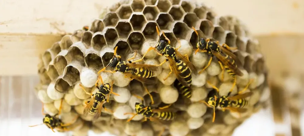 wasp hive