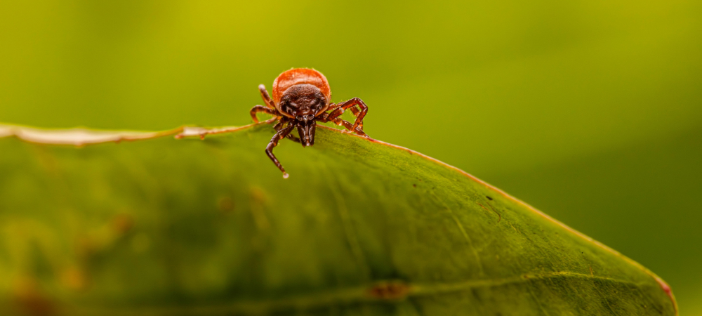 tick control