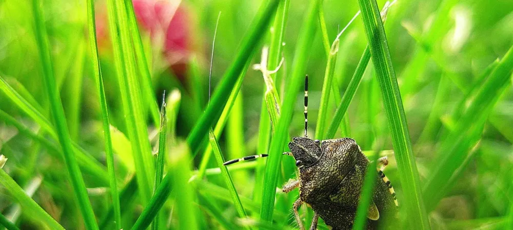 stink bug in green grass