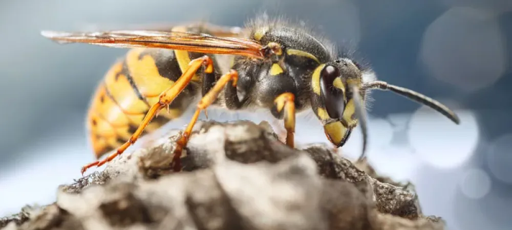 Yellow jacket sitting on a hive