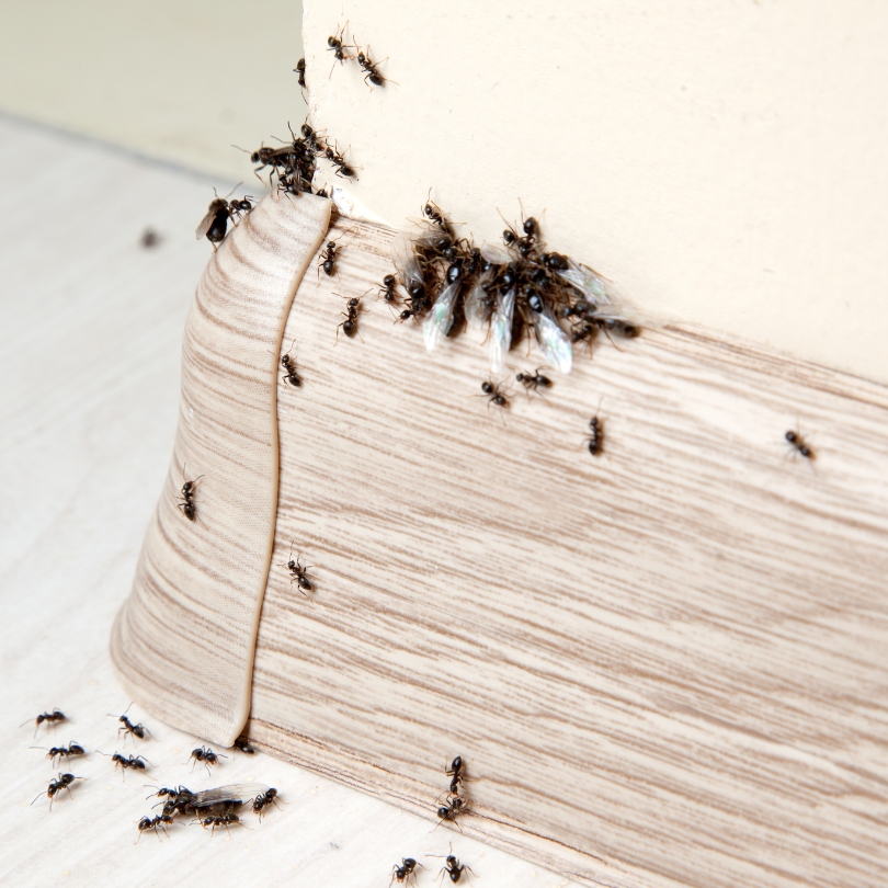 pavement ants