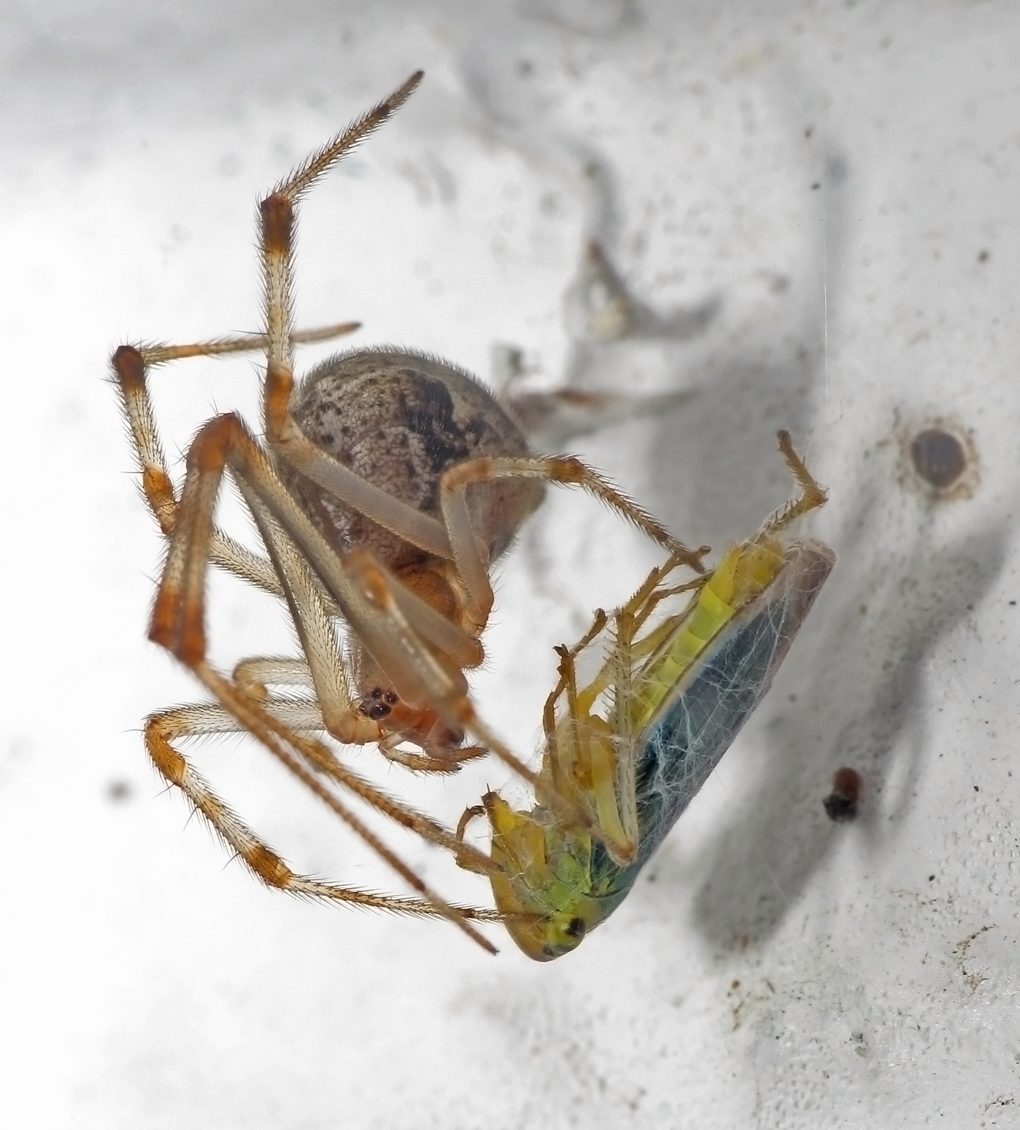 American House Spider